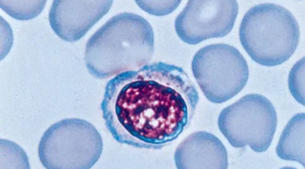 Superior But Subordinate: The Adaptive Immune System’s Dependency on the Innate Immune&nbsp;System